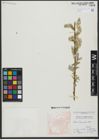 Foto von Salix turanica Nasarow